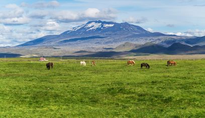 Icelandic Horses with Mountain in Distance.