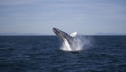 IH-D43 Horses and Whales